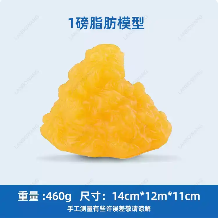 Human Muscle and Fat Replicas, - Nutrition And Fitness 评论和价格